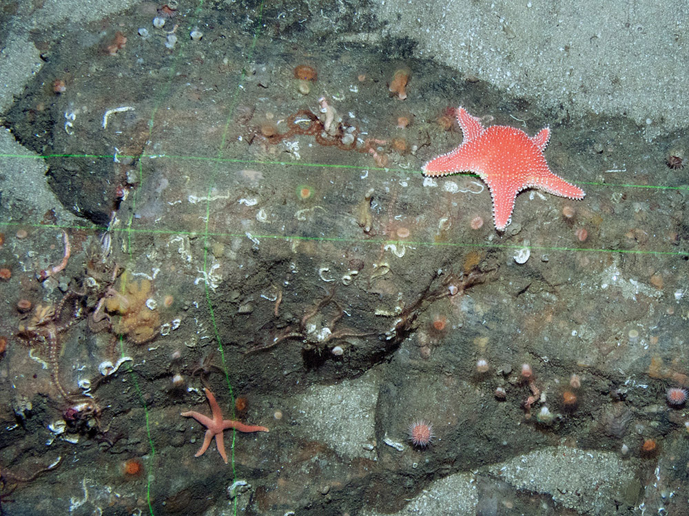 Cushion star (Hippasteria phrygiana), common brittlestars (Ophiothrix fragilis) and a star fish (Stichastrella rosea) on Devonshire cup coral (Caryophyllia smithii)