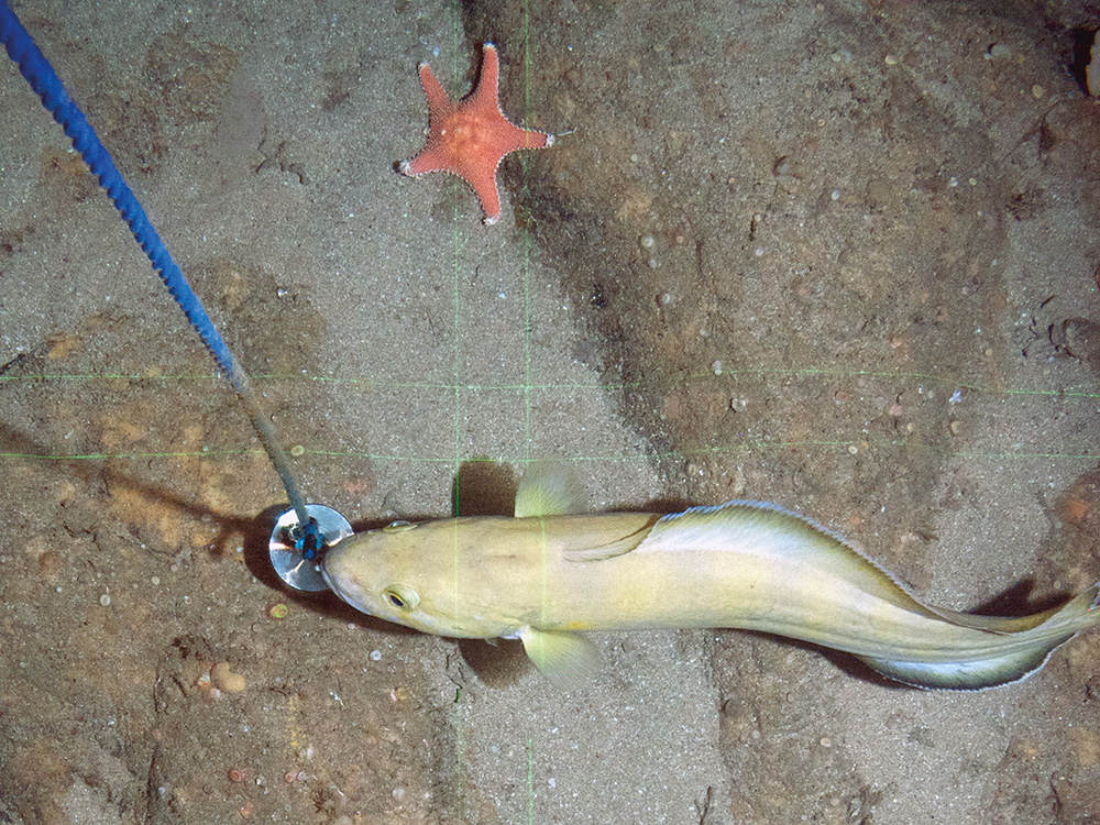 Torsk (Brosme brosme) and a cushion star (Hippasteria phrygiana)