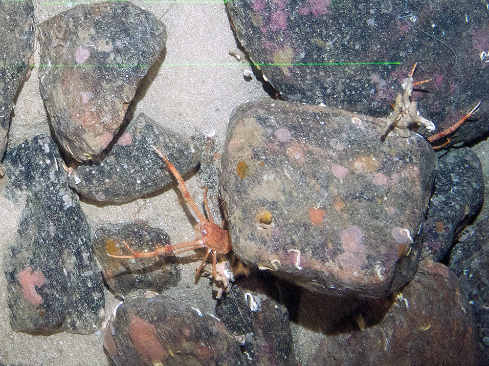 Long clawed squat lobster (Munida rugosa) under cobble