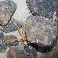 Long clawed squat lobster (Munida rugosa) under cobble