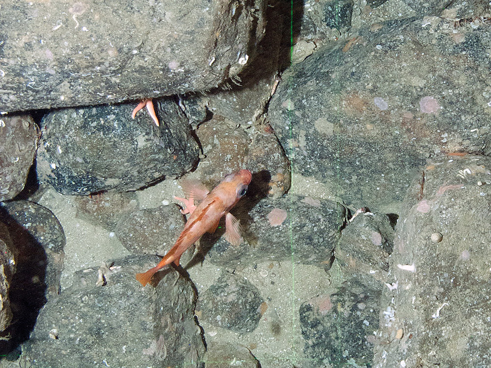 Redfish (Sebastes sp.)
