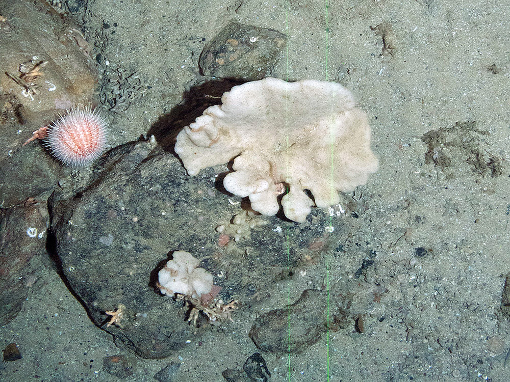 Sponge (Phakellia sp.) and the common sea urchin (Echinus esculentus) on a cobble