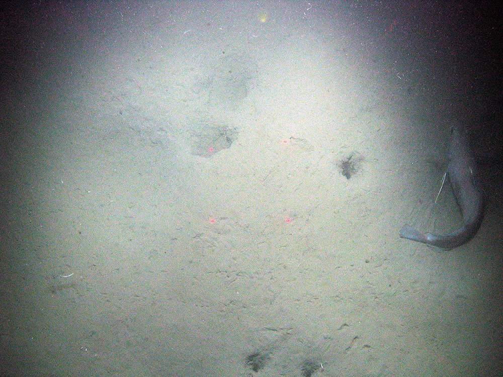 sediment on the seabed