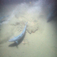 Saithe (Pollachius virens) hunting over sediment