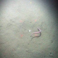 Hag fish (Myxine glutinosa) on sediment