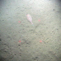 Megrim (Lepidorhombus wiffiagonis) on muddy sediment