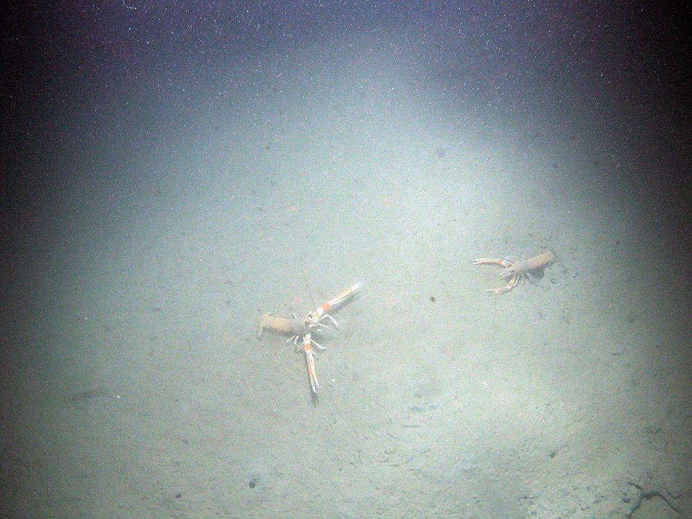 Dublin Bay prawns (Nephrops norvegicus) on soft sediment