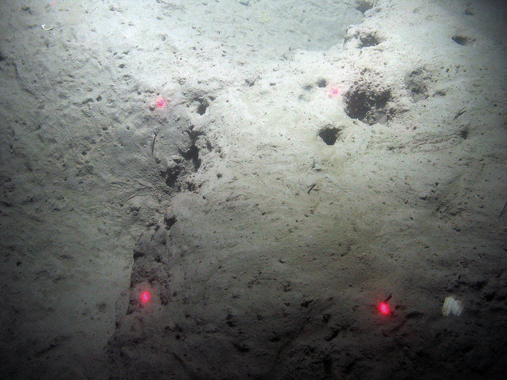 Burrows of the Dublin Bay prawn (Nephrops norvegicus) in soft sediment