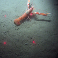 seabed