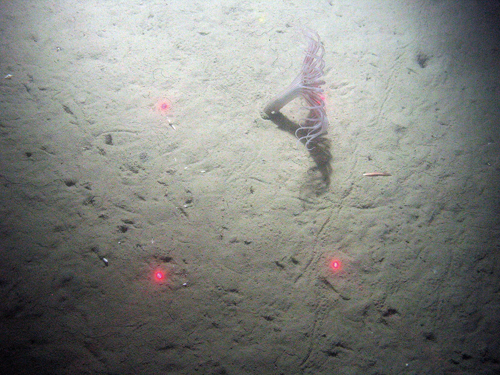 The sea anemone Arachnanthus sarsi in sediment