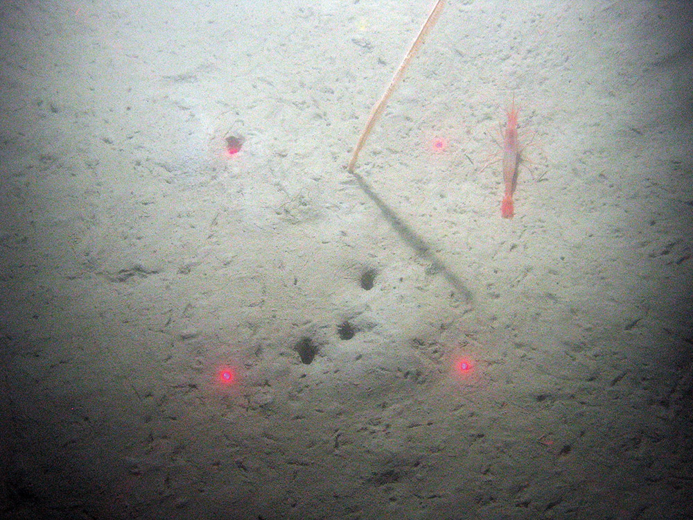 The slender sea pen (Virgularia mirabilis) and a prawn on sediment with burrows