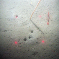 The slender sea pen (Virgularia mirabilis) and a prawn on sediment with burrows
