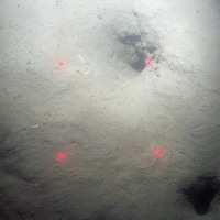 Burrows of the Dublin Bay prawn (Nephrops norvegicus) in soft sediment