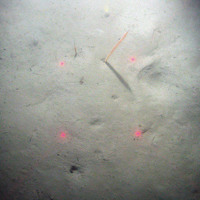 Slender sea pens (Virgularia mirabilis) in soft sediment with burrows