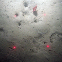The phosphorescent sea pen (Pennatula phosphorea) in sediment with burrows and tubes