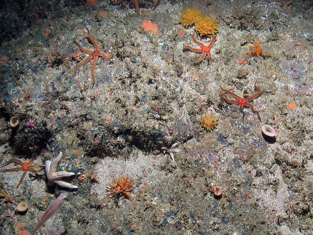 yellow hedgehog sponge (Polymastia boletiformis), black brittlestars (Ophiocomina nigra), branching calcareous bryozoa (Cheilostomatida) and encrusting sponges on rock with a sand veneer © JNCC
