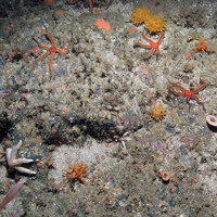 yellow hedgehog sponge (Polymastia boletiformis), black brittlestars (Ophiocomina nigra), branching calcareous bryozoa (Cheilostomatida) and encrusting sponges on rock with a sand veneer © JNCC