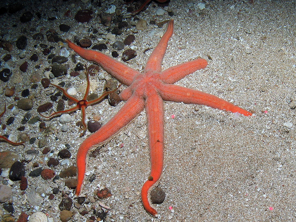 Seven armed star fish (Luidea ciliaris) with black brittlestar (Ophiocomina nigra) © JNCC