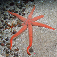 Seven armed star fish (Luidea ciliaris) with black brittlestar (Ophiocomina nigra) © JNCC
