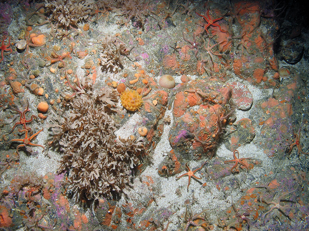 Horn wrack (Flustra foliacea), yellow hedgehog sponge (Polymastia boletiformis) and other fauna on rock with a sand veneer © JNCC