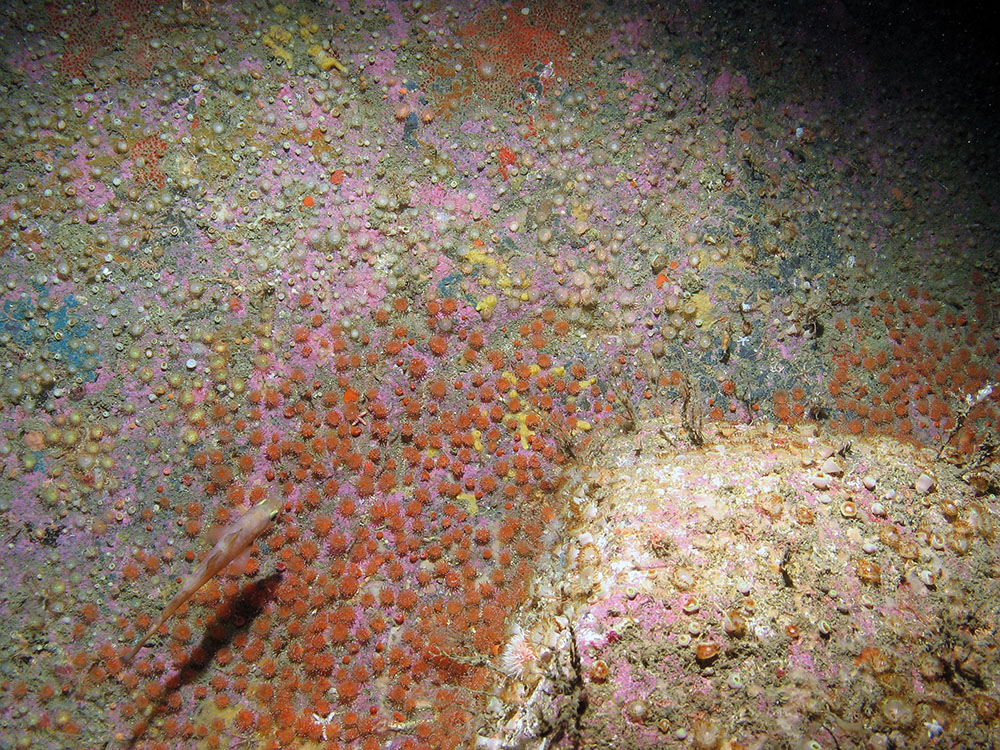 Jewel anemones (Corynactis viridis) and encrusting coralline algae on exposed rock © JNCC