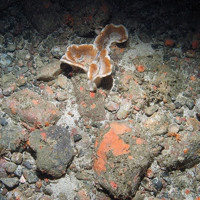 A flabellate sponge (Poecillastra compressa) on loose rocky substrata © JNCC
