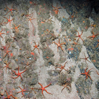 Black brittlestars (Ophiocomina nigra) on rock with a sand veneer © JNCC