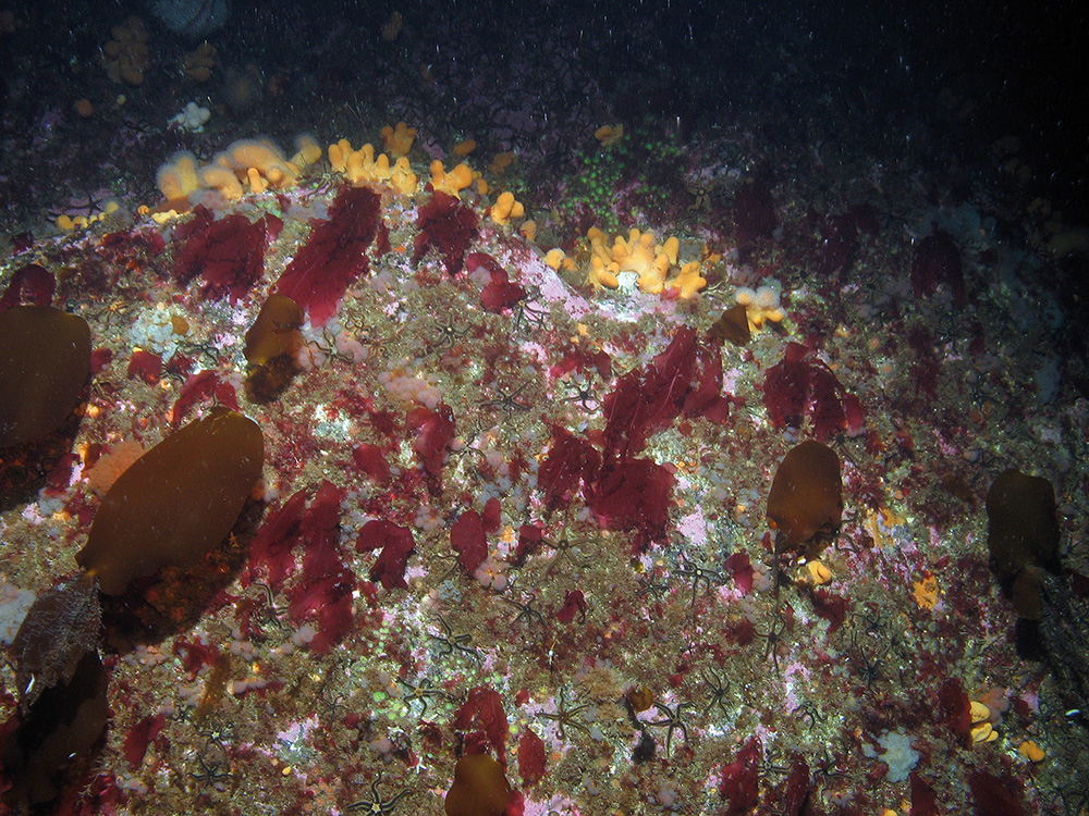 Dead man's fingers (Alcyonium digitatum), jewel anemones (Corynactis viridis), sparse kelp (Laminaria hyperborea), sea beech (Delesseria sanguinea) and other seaweeds on exposed rock © JNCC