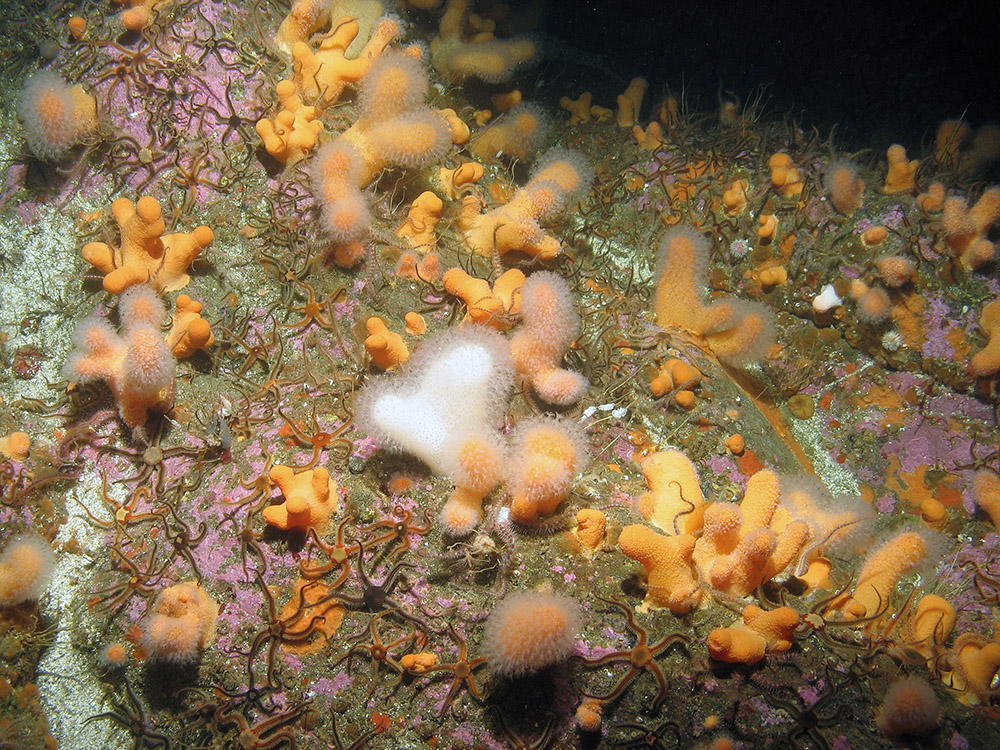 Dead man's fingers (Alcyonium digitatum) with black brittlestars (Ophiocomina nigra) on crustose coralline covered rock © JNCC