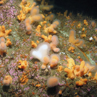 Dead man's fingers (Alcyonium digitatum) with black brittlestars (Ophiocomina nigra) on crustose coralline covered rock © JNCC