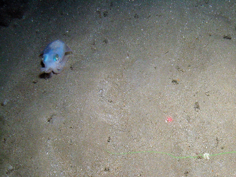 Squid (Loliginidae) on sediment