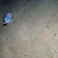 Squid (Loliginidae) on sediment