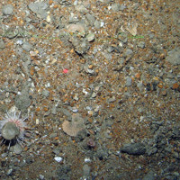Shell sediment with a sea urchin (Echinoidea), a hormathid anemone (Hormathiidae) and a policeman anemone (Mesacmaea mitchelli)