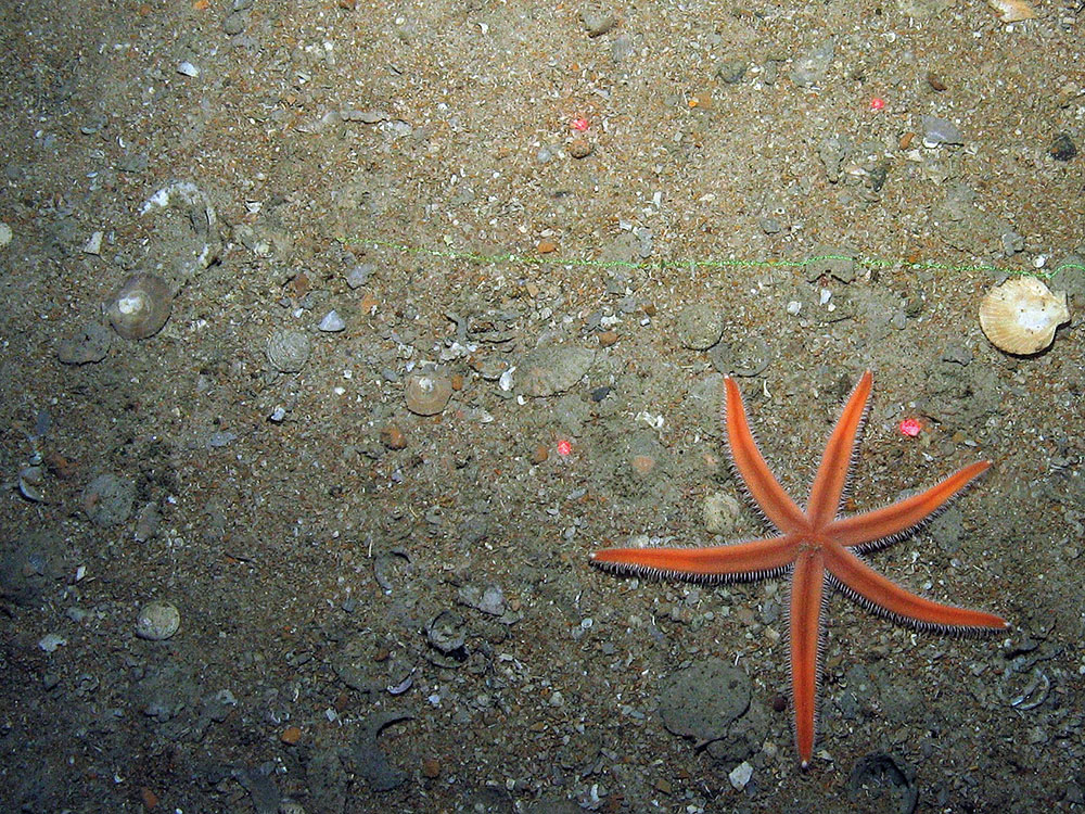 Starfish (Luidia sp. ) on shell sediment