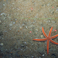 Starfish (Luidia sp. ) on shell sediment