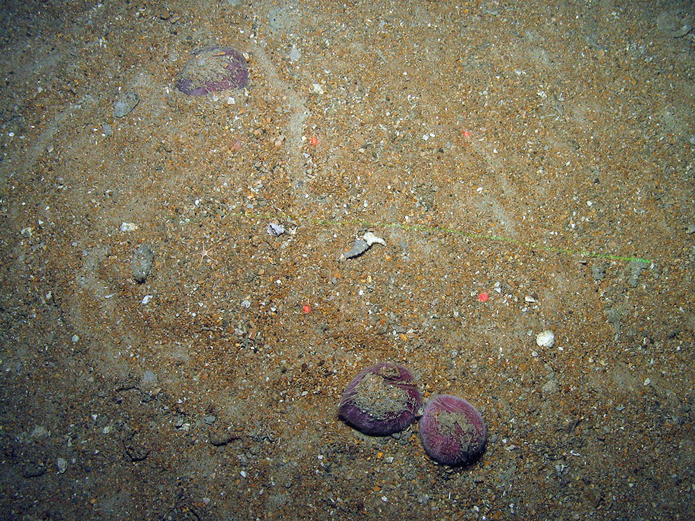 Purple heart urchins (Spatangus purpureus) in sandy sediment