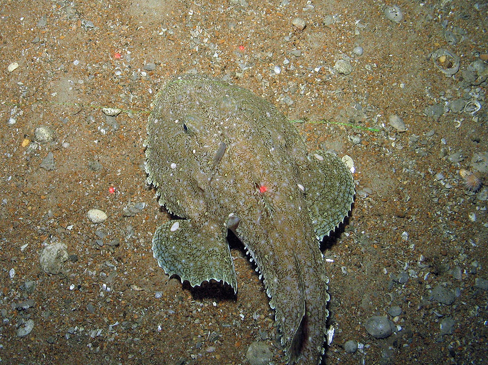 Monkfish (Lophius piscatorius)