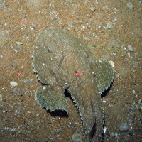Monkfish (Lophius piscatorius)