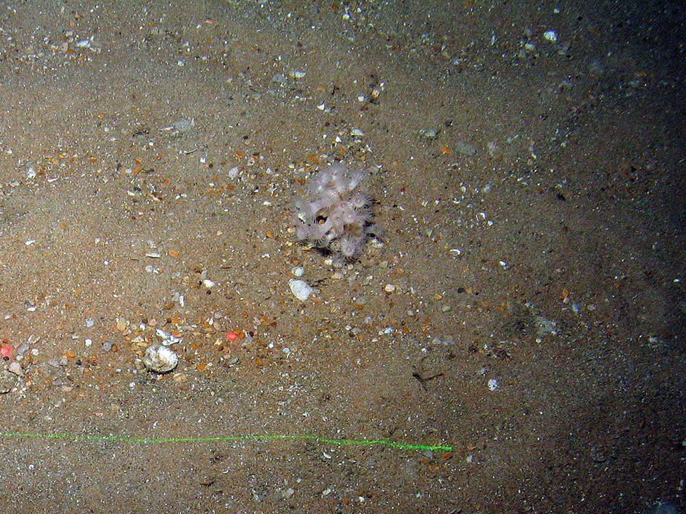 White trumpet anemone (Paraxonathus anguicomis) on sediment
