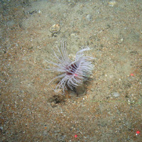 Anenome (Arachnathus sarsi) in sediment