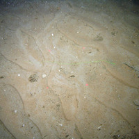 Rippled sand with worm casts