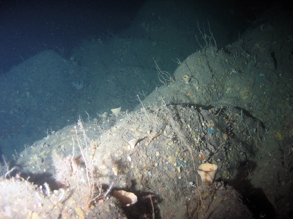 Bedrock with axinellid cup sponges, oaten-pipes hydroid and various encrusting sponges at Stanton Banks SAC