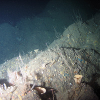 Bedrock with axinellid cup sponges, oaten-pipes hydroid and various encrusting sponges at Stanton Banks SAC