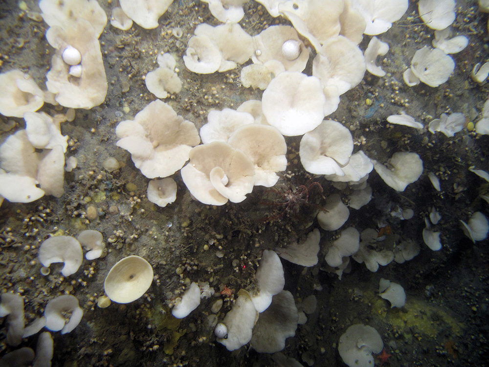 White sponges (Phakellia ventilabrum)  and a yellow cup sponge (Axinella infundibuliformis) on rock at Stanton Banks SAC