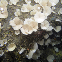 White sponges (Phakellia ventilabrum)  and a yellow cup sponge (Axinella infundibuliformis) on rock at Stanton Banks SAC