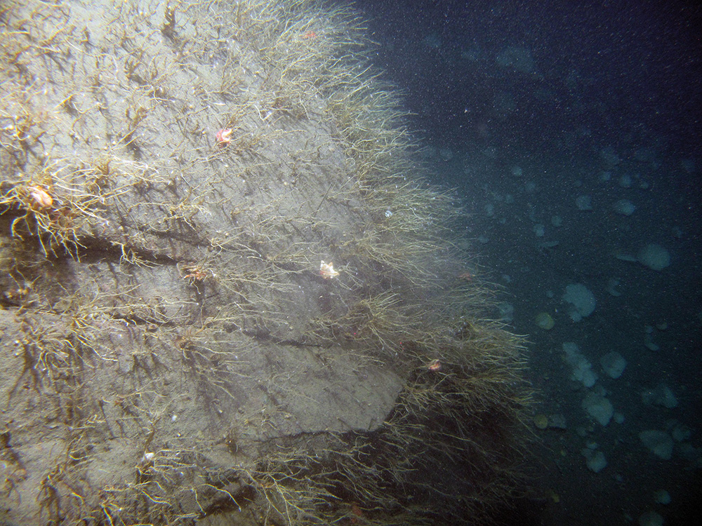 Rock face dominated by the oaten pipes hydroid (Tubularia indivisa) at Stanton Banks SAC