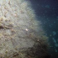 Rock face dominated by the oaten pipes hydroid (Tubularia indivisa) at Stanton Banks SAC