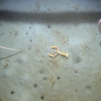 Northern feather stars, tall sea pens and the Dublin Bay prawn at Stanton Banks SAC