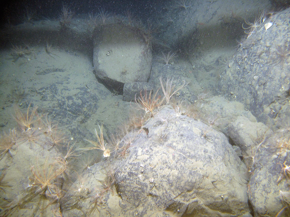 Silted bedrock with the northern feather star (Leptometra celtica) at Stanton Banks SAC