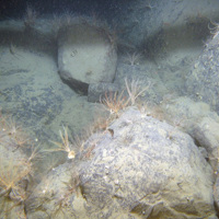 Silted bedrock with the northern feather star (Leptometra celtica) at Stanton Banks SAC